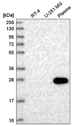HSF4 Antibody, Novus Biologicals:Antibodies:Primary Antibodies