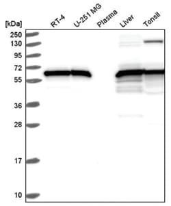 HSP60 Antibody, Novus Biologicals:Antibodies:Primary Antibodies