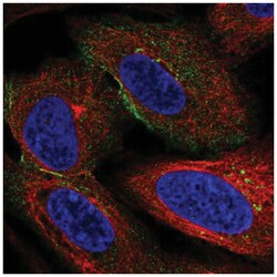 HSPA12A Antibody, Novus Biologicals:Antibodies:Primary Antibodies