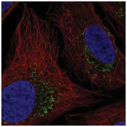 HTRA2/Omi Antibody, Novus Biologicals 100&mu;L; Unlabeled:Antibodies, Polyclonal