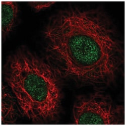 HVSL1 Antibody, Novus Biologicals 100&mu;L; Unlabeled:Antibodies, Polyclonal