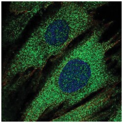IA-2/PTPRN Antibody, Novus Biologicals:Antibodies:Primary Antibodies