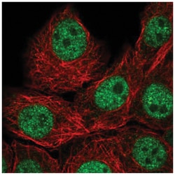 IAH1 Antibody, Novus Biologicals:Antibodies:Primary Antibodies