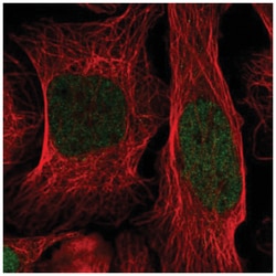 ID1 Antibody, Novus Biologicals 100&mu;L; Unlabeled:Antibodies, Polyclonal