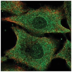 IFI35 Antibody, Novus Biologicals:Antibodies:Primary Antibodies