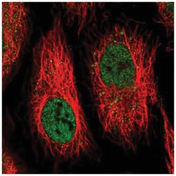 IFI44 Antibody, Novus Biologicals:Antibodies:Primary Antibodies
