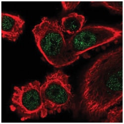 IFI44L Antibody, Novus Biologicals 100&mu;L; Unlabeled:Antibodies, Polyclonal