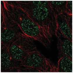 IFLTD1 Antibody, Novus Biologicals:Antibodies:Primary Antibodies