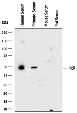 Human/Primate IgG Antibody, R D Systems 100&mu;g; Unlabeled:Antibodies,