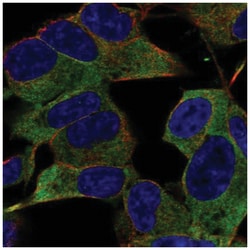 IGSF9B Antibody, Novus Biologicals 25 &mu;L; Unlabeled:Antibodies, Polyclonal