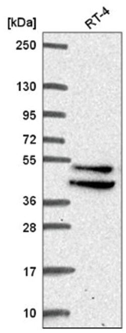 IKIP Antibody, Novus Biologicals:Antibodies:Primary Antibodies