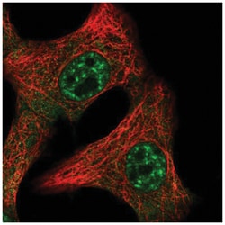 IL-15 Antibody, Novus Biologicals 25 &mu;L:Antibodies, Polyclonal