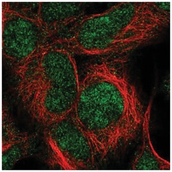 IMP3 Antibody, Novus Biologicals:Antibodies:Primary Antibodies
