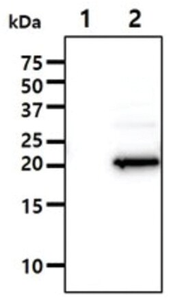 IMP3 Mouse anti-Human, Clone: 3.20E+10, Novus Biologicals 100&mu;L; Unlabeled:Antibodies,