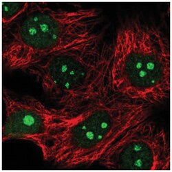 IMP4 Antibody, Novus Biologicals 100&mu;L; Unlabeled:Antibodies, Polyclonal