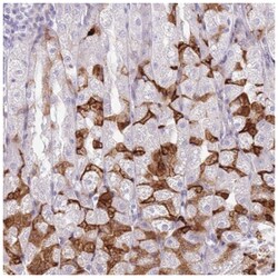 IMPG1 Antibody, Novus Biologicals:Antibodies:Primary Antibodies