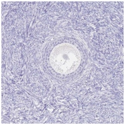 IMPG1 Antibody, Novus Biologicals:Antibodies:Primary Antibodies