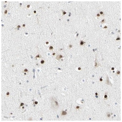 IMPG2 Antibody, Novus Biologicals:Antibodies:Primary Antibodies