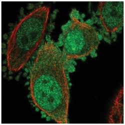 IMUP Antibody, Novus Biologicals:Antibodies:Primary Antibodies