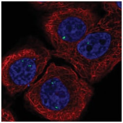 INCA1 Antibody, Novus Biologicals 25 &mu;L:Antibodies, Polyclonal