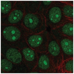 INT3 Antibody, Novus Biologicals 100&mu;L; Unlabeled:Antibodies, Polyclonal