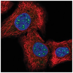 IQCK Antibody, Novus Biologicals:Antibodies:Primary Antibodies