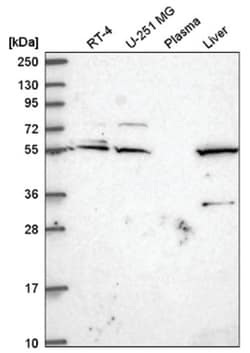 IRF2BP1 Antibody, Novus Biologicals:Antibodies:Primary Antibodies