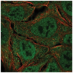 ISG15 Activating Enzyme/UBE1L Antibody, Novus Biologicals:Antibodies:Primary