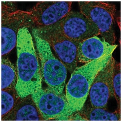 ISOC1 Antibody, Novus Biologicals:Antibodies:Primary Antibodies