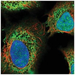 ITPR2 Antibody, Novus Biologicals:Antibodies:Primary Antibodies