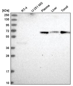 ITPRIPL2 Antibody, Novus Biologicals 100&mu;L; Unlabeled:Antibodies, Polyclonal