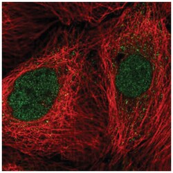 JAB1 Antibody, Novus Biologicals 100&mu;L; Unlabeled:Antibodies, Polyclonal