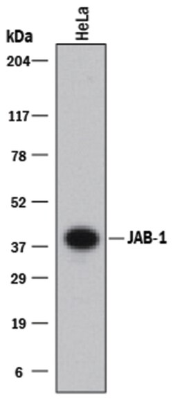 Human JAB1 Antibody, R D Systems 100&mu;g; Unlabeled:Antibodies, Monoclonal