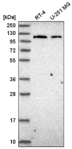 Jak2 Antibody, Novus Biologicals 100&mu;L; Unlabeled:Antikörper