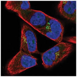 JAKMIP2 Antibody, Novus Biologicals:Antibodies:Primary Antibodies