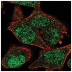 JAMP Antibody, Novus Biologicals:Antibodies:Primary Antibodies