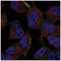 JIP1 Antibody, Novus Biologicals 100&mu;L; Unlabeled:Antibodies, Polyclonal