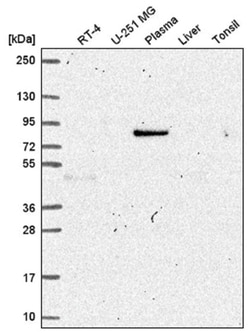 JIP1 Antibody, Novus Biologicals 100&mu;L; Unlabeled:Antibodies, Polyclonal