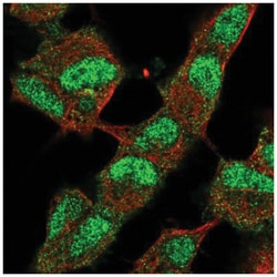 JMJD2B Antibody, Novus Biologicals:Antibodies:Primary Antibodies
