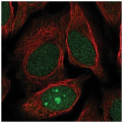 JRK Antibody, Novus Biologicals:Antibodies:Primary Antibodies