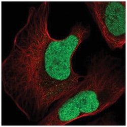 c-jun Antibody, Novus Biologicals 100&mu;L; Unlabeled:Antibodies, Polyclonal