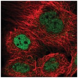 KAT8 regulatory NSL3 Antibody, Novus Biologicals:Antibodies:Primary Antibodies