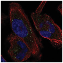 KCNH1 Antibody, Novus Biologicals 25 &mu;L, Unlabeled:Antibodies, Polyclonal