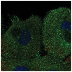 KCNK7 Antibody, Novus Biologicals 25 &mu;L, Unlabeled:Antibodies, Polyclonal