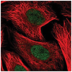 KDEL Antibody, Novus Biologicals 100&mu;L; Unlabeled:Antibodies, Polyclonal