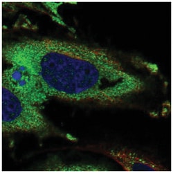 KDELR3 Antibody, Novus Biologicals:Antibodies:Primary Antibodies