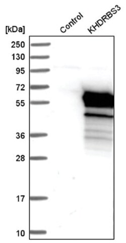 KHDRBS3 Antibody, Novus Biologicals 100&mu;L; Unlabeled:Antibodies, Polyclonal