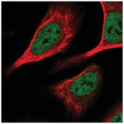 KHSRP Antibody, Novus Biologicals 100&mu;L; Unlabeled:Antibodies, Polyclonal