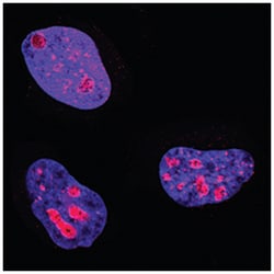 Human Ki67/MKI67 Antibody, R D Systems:Antibodies:Primary Antibodies