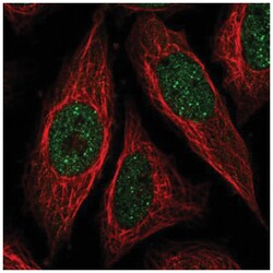 ICE1 Antibody, Novus Biologicals:Antibodies:Primary Antibodies
